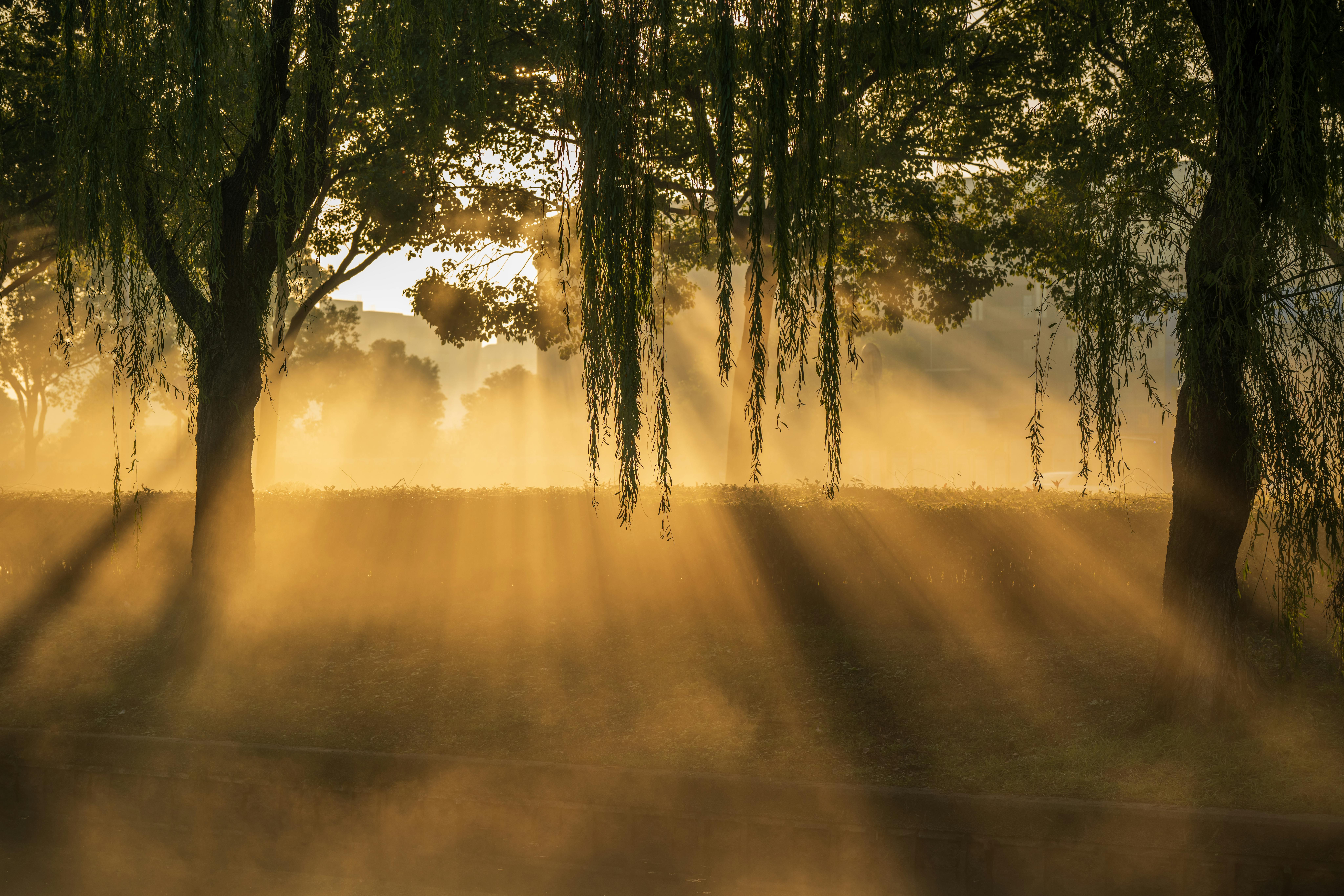 Serene landscape with golden sunlight filtering through mist and trees at dawn.